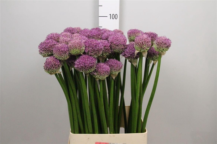 <h4>Allium Gladiator</h4>