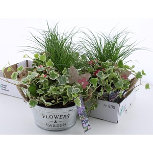 ARR TUINPLANTEN