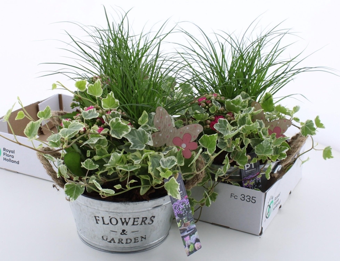 <h4>ARR TUINPLANTEN</h4>