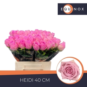 Rosa grootbloemig Heidi!