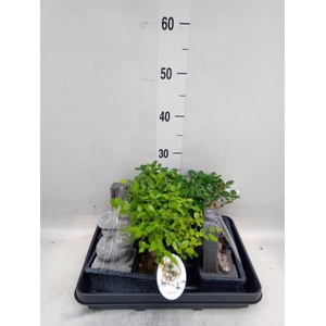 Bonsai   ...mix