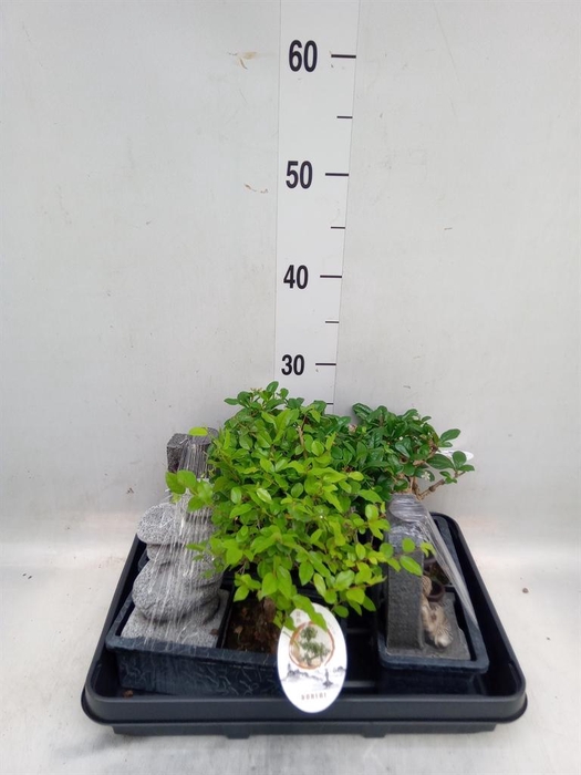 <h4>Bonsai   ...mix</h4>