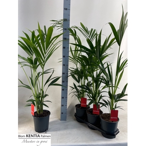 HOWEA FORSTERIANA