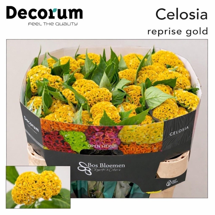 <h4>CEL C REPRISE GOLD</h4>