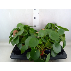 Pilea peperomoides