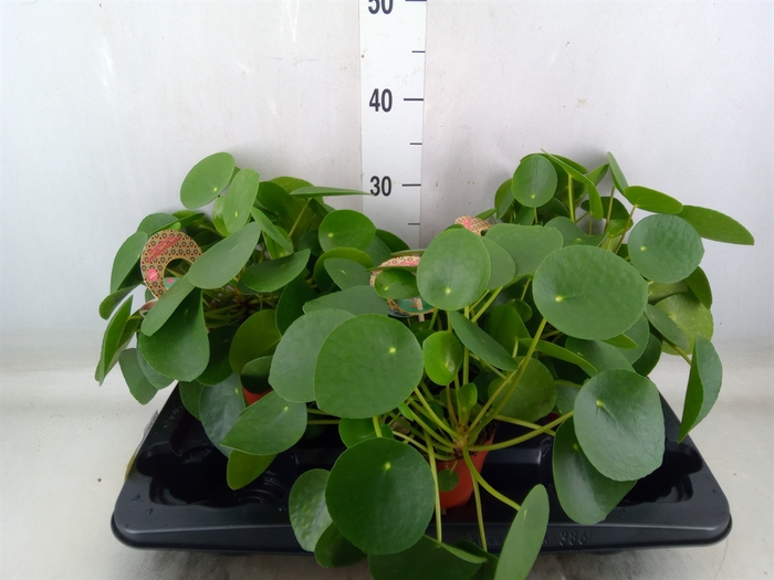 <h4>Pilea peperomoides</h4>