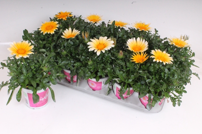 <h4>Gazania Rigens Sunny Side Up</h4>