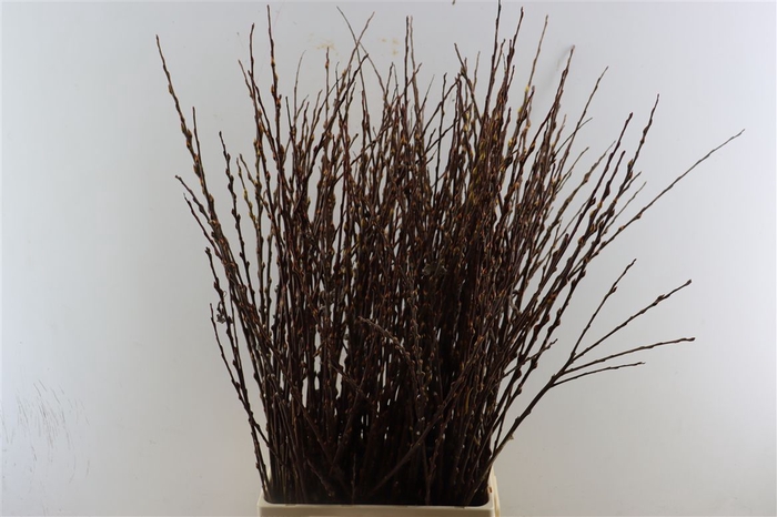 <h4>Salix Wilgenkatjes Red 100cm P Bos</h4>