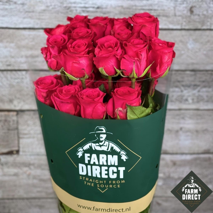 <h4>R GR V.I.PINK</h4>