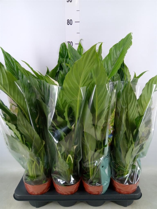 <h4>Spathiphyllum  'Sweet Chico'</h4>
