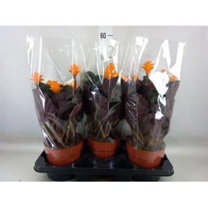 Calathea crocata