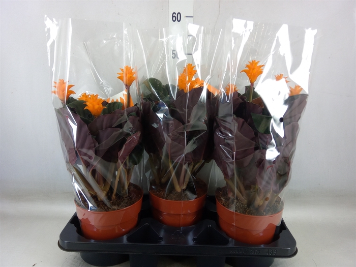 <h4>Calathea crocata</h4>