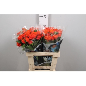 R Tr Amata