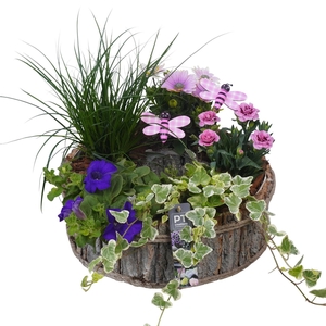 PTPP7031 Arrangement Patio in houten pot