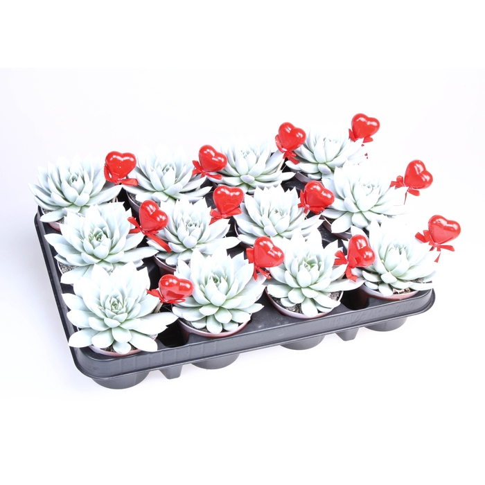 <h4>Miranda wit + hartje</h4>