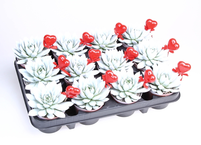 Miranda wit + hartje