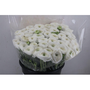 Ran Cloni Ex White Succes