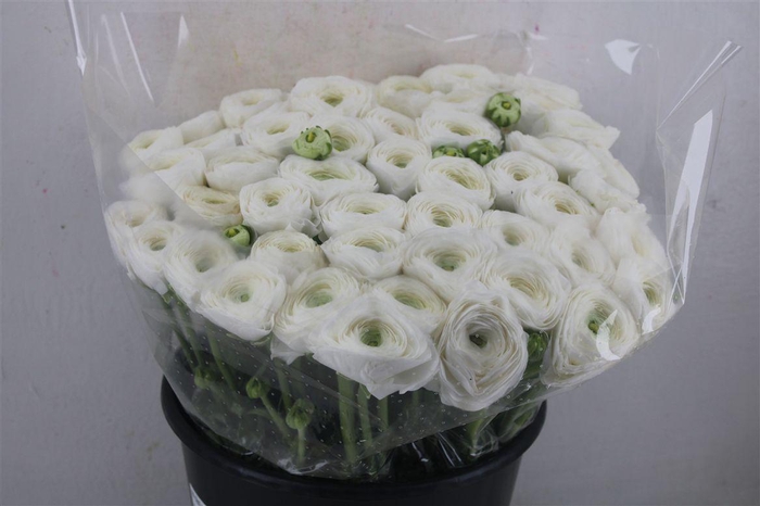 <h4>Ran Cloni Ex White Succes</h4>