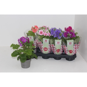 PRIM OB SWEETK A GEM