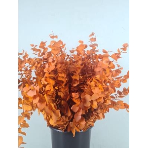 Pf Euca Stuart Orange Bs 150g