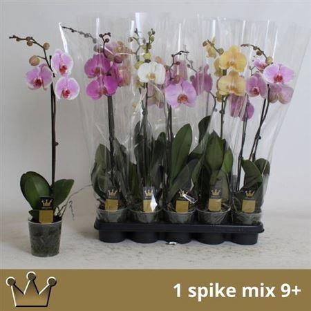 <h4>Phal Gem 7 Kl 1 Branche 9+</h4>
