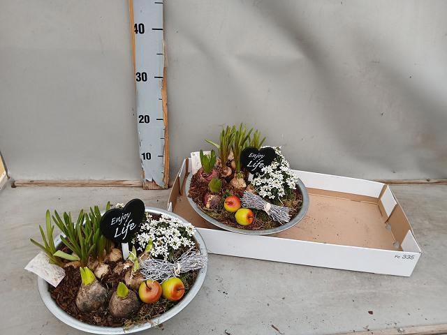 <h4>ARR BOL KNOLGEWAS</h4>