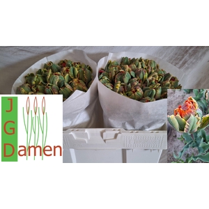 TU DU SECRET PRINCES