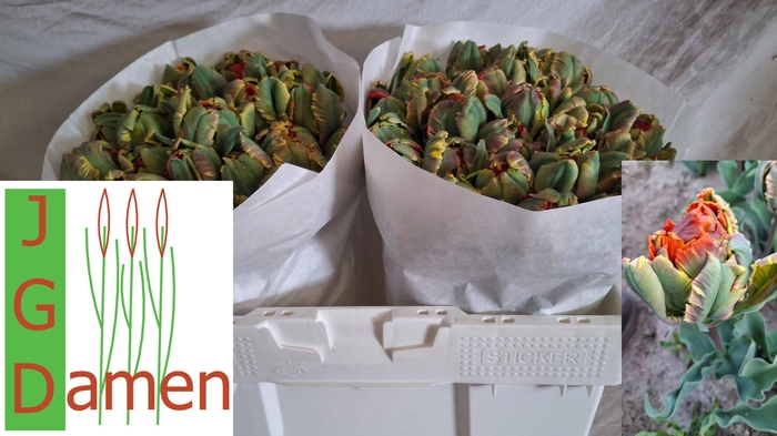 <h4>TU DU SECRET PRINCES</h4>