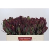 Leucadendron Senorita