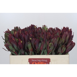 Leucadendron Senorita