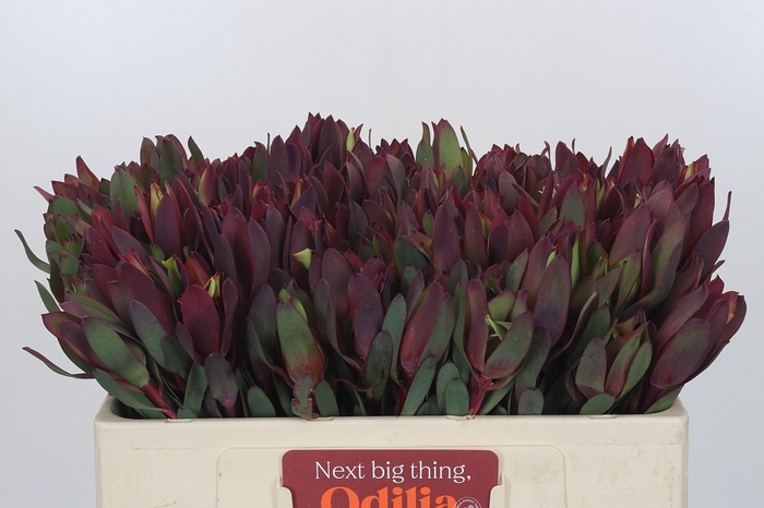 <h4>Leucadendron Senorita</h4>