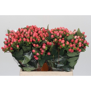 Hypericum Sweet Romance