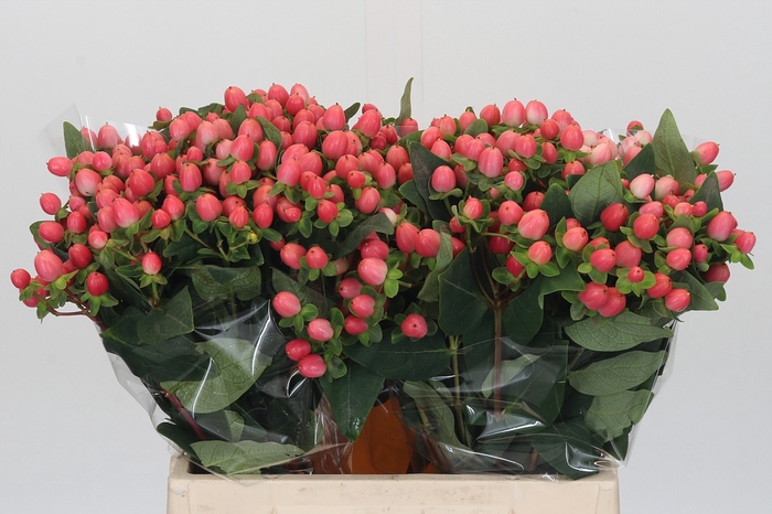 <h4>Hypericum Sweet Romance</h4>
