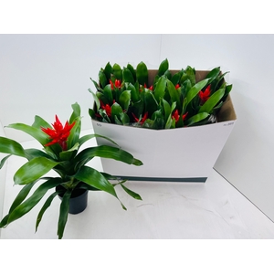 AECH ROZ ELEGANT RED