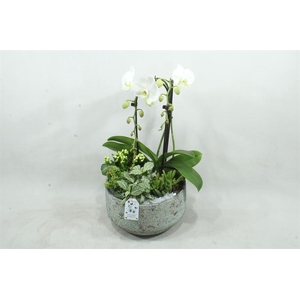 arr2 SPP PH242 Maria Aqua