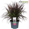 Pennisetum advena Tiny Tails