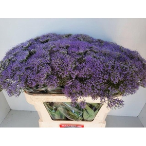 TRACH BL LAKE MICHIG