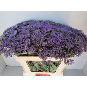 Trach Bl Lake Michig