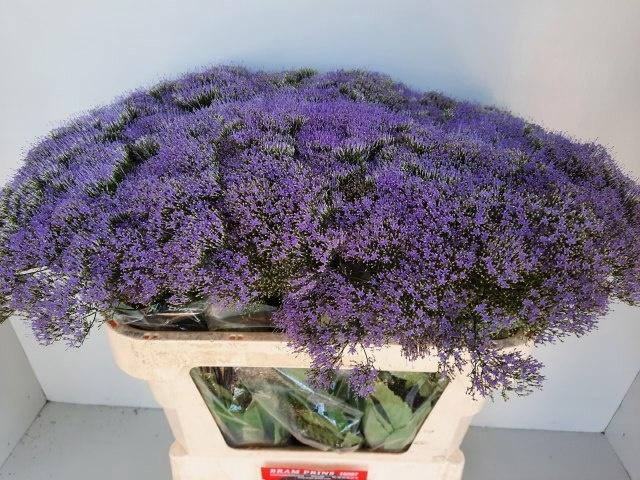 <h4>TRACH BL LAKE MICHIG</h4>