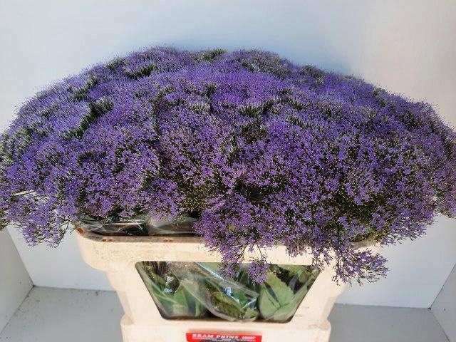 <h4>Trach Bl Lake Michig</h4>