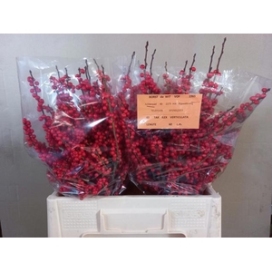 Ilex verticillata red
