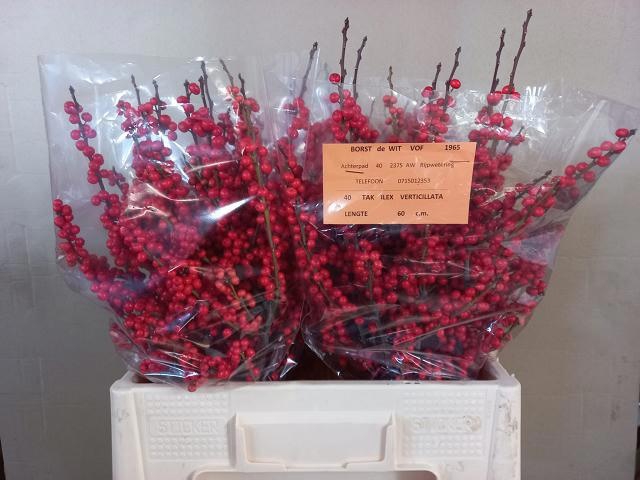 <h4>Ilex verticillata red</h4>