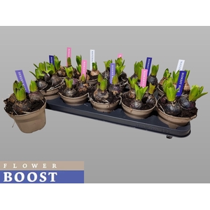 HYACIN PEAR GEM 4 KL