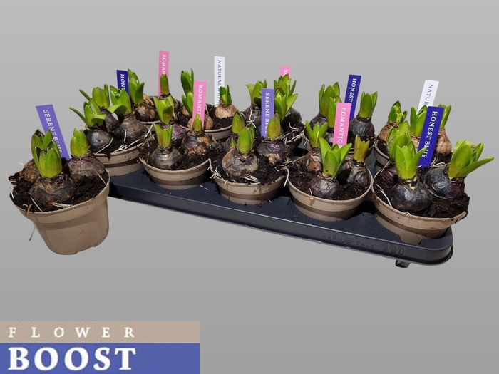 <h4>HYACIN PEAR GEM 4 KL</h4>