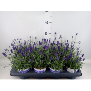 Lavandula angus. 'Hidcote'