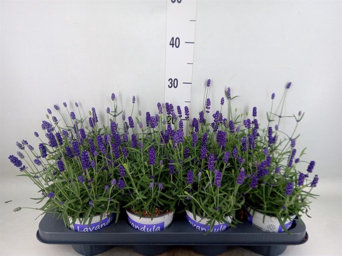 <h4>Lavandula angus. 'Hidcote'</h4>