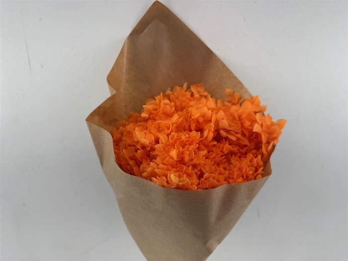 <h4>Pres Hydrangea Orange Bunch</h4>