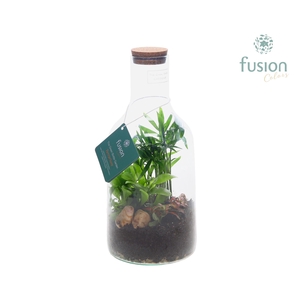 Green Bottle Fles Small Terrarium met arrangement