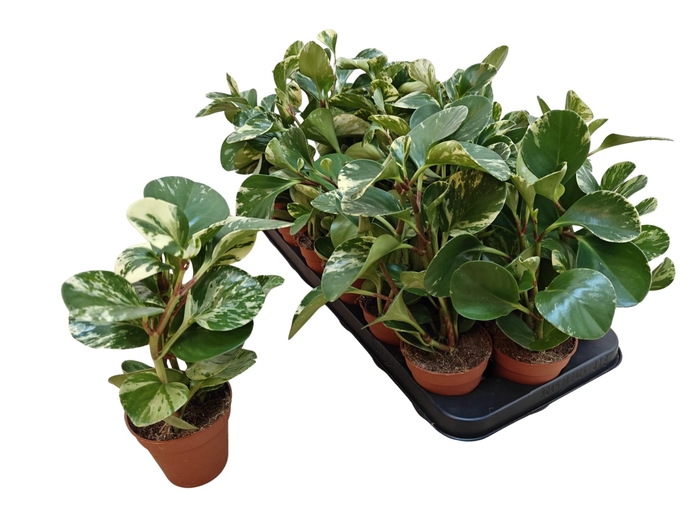 <h4>PEP OBT VARIEGATA</h4>