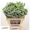 Oxy Co Tan Pure Blu
